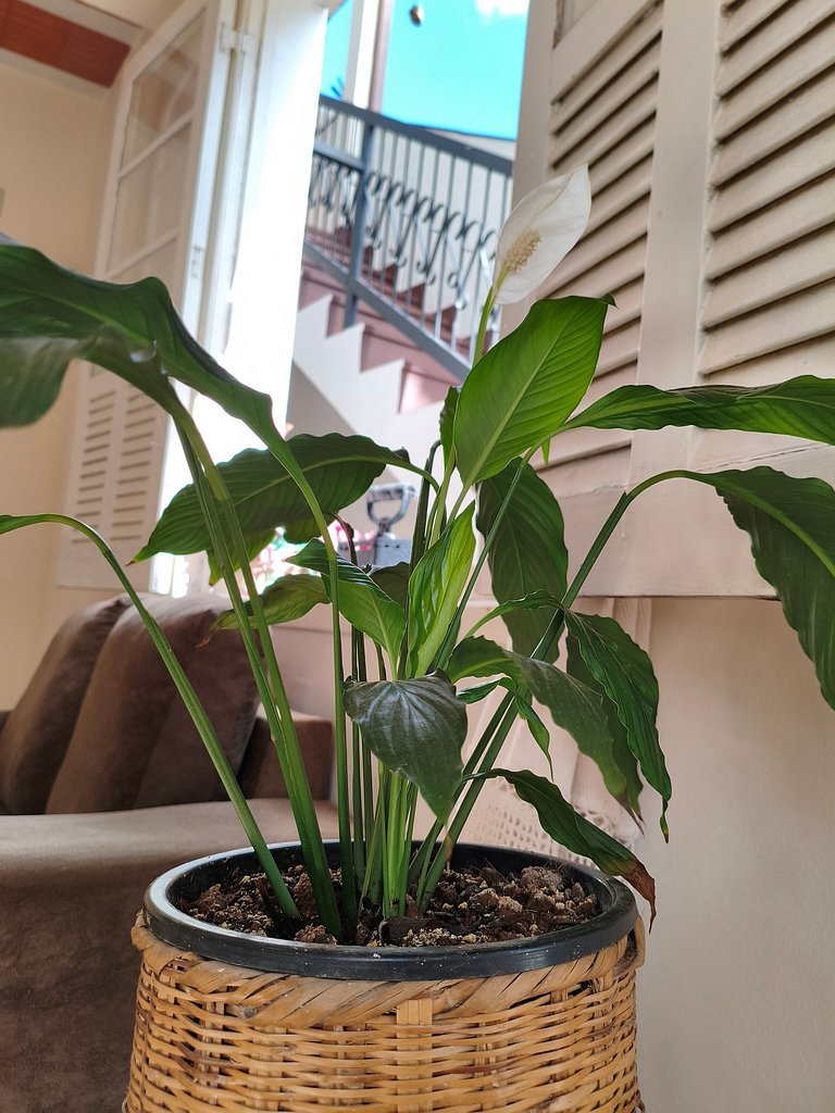 Capacidade até 8 pessoas no centro de Lavras Novas